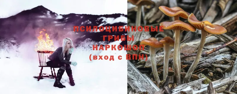 Псилоцибиновые грибы Psilocybe  Алатырь 